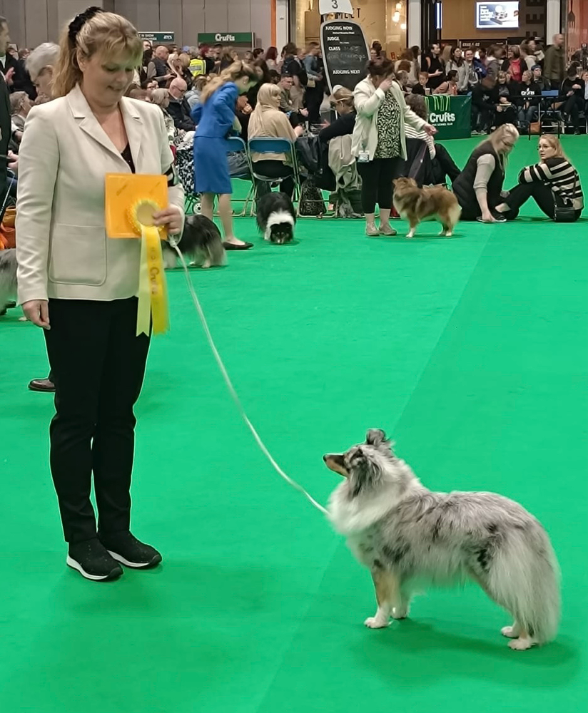3rd Crufts Open Class 2025 mit gerade mal zwei Jahren!