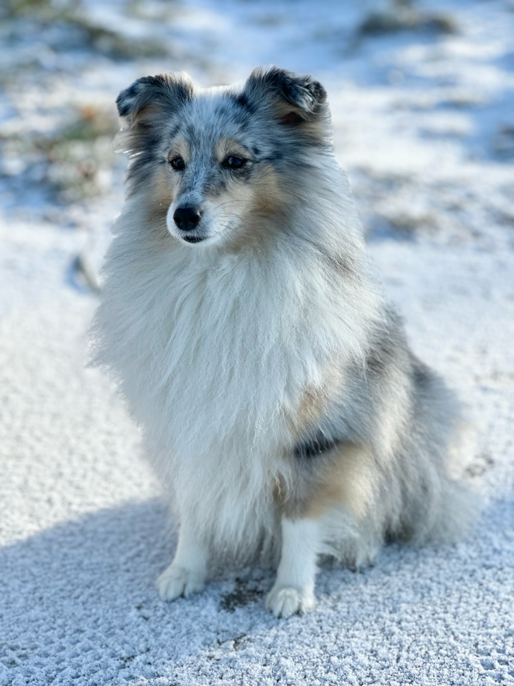 7.1.26: GinieGlückskeks wünscht ihren Geschwistern alles Liebe zum 7. Geburtstag! Auf noch viele schöne Jahre in Euren lieben Familien  🍀🥳🍀🥳🍀