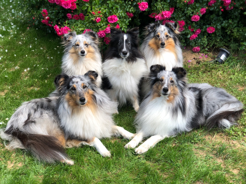Herzlich Willkommen Bei Den Shelties Vom Nixenteich Sheltie