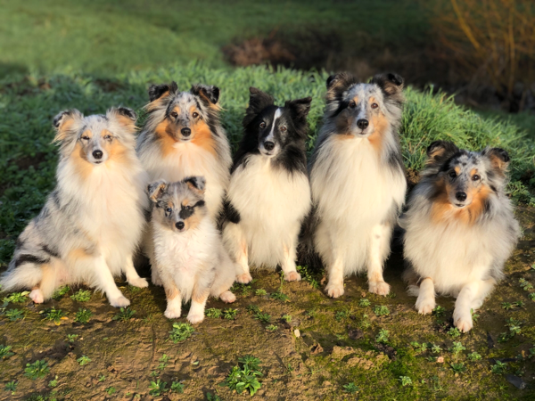 Mdr1 Sheltie Nixens Jimdo Page
