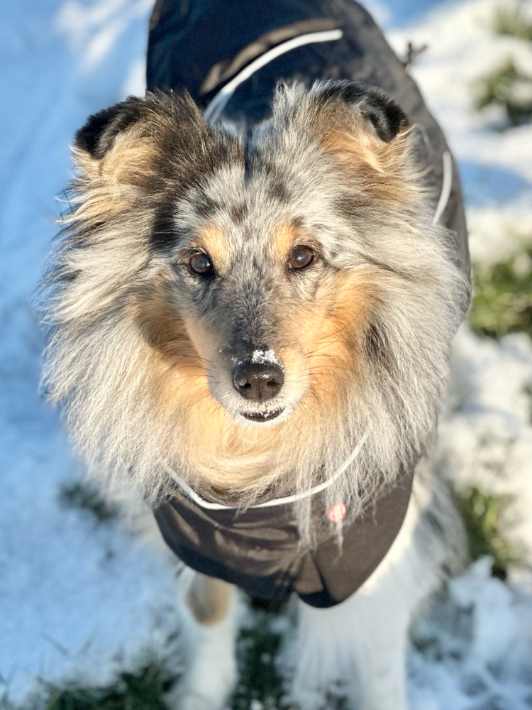 9.2.24: Mama EviEngelchen wünscht ihren vier süßen I-Sheltiekindern alles Liebe zum 3. Geburtstag. Was seid Ihr doch für tolle Persönlichkeiten geworden! Knuddelt sie heute noch mal extra doll von mir durch 🍀🥰🍀🥰🍀