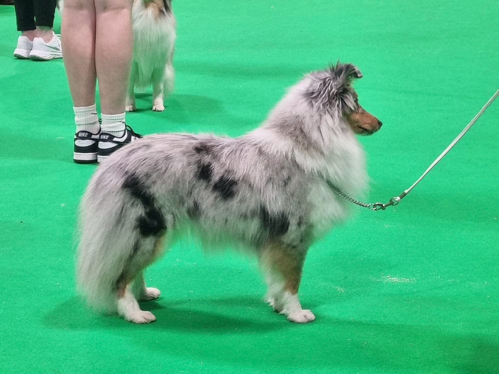 1st Junior  Class Crufts 2024