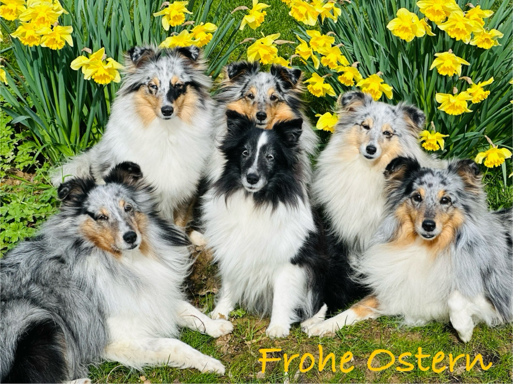 Wir wünschen allen Freunden unserer kleinen Sheltiezucht ein frohes Osterfest!