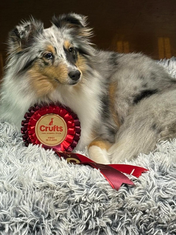 9.3.2024: Kann mich bitte mal jemand kneifen?!  JackieJackpot vom Nixenteich gewinnt doch tatsächlich auf der Crufts in Birmingham die Junior Klasse!  Stolzer könnte ich als Züchter wirklich nicht sein! Meine kleine Maus ist einfach der Hammer! Vielen lieben Dank an Alle, die diesen Erfolg möglich gemacht, mitgefiebert und Daumen gedrückt haben! Ihr seid die Besten!  Und vielen lieben Dank für die vielen, vielen lieben und lobenden Worte über Jackie! Das freut mich total! Wenn man da nicht ein Tränchen verdrücken durfte… 🥰