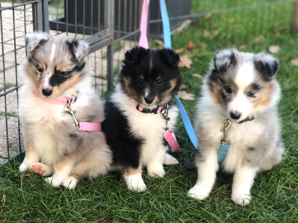 Unsere J-Sheltiebabys mit 7 Wochen 