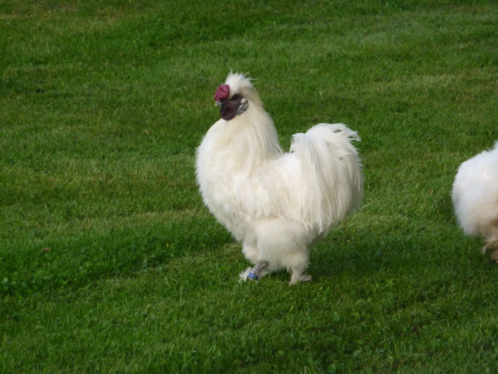 Poules de collection