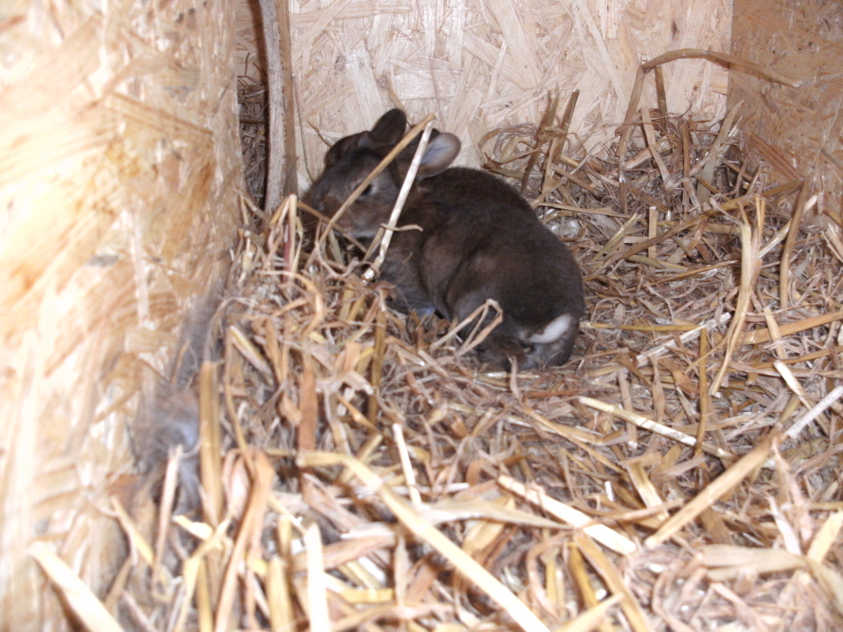 Wo ist den Mama ???