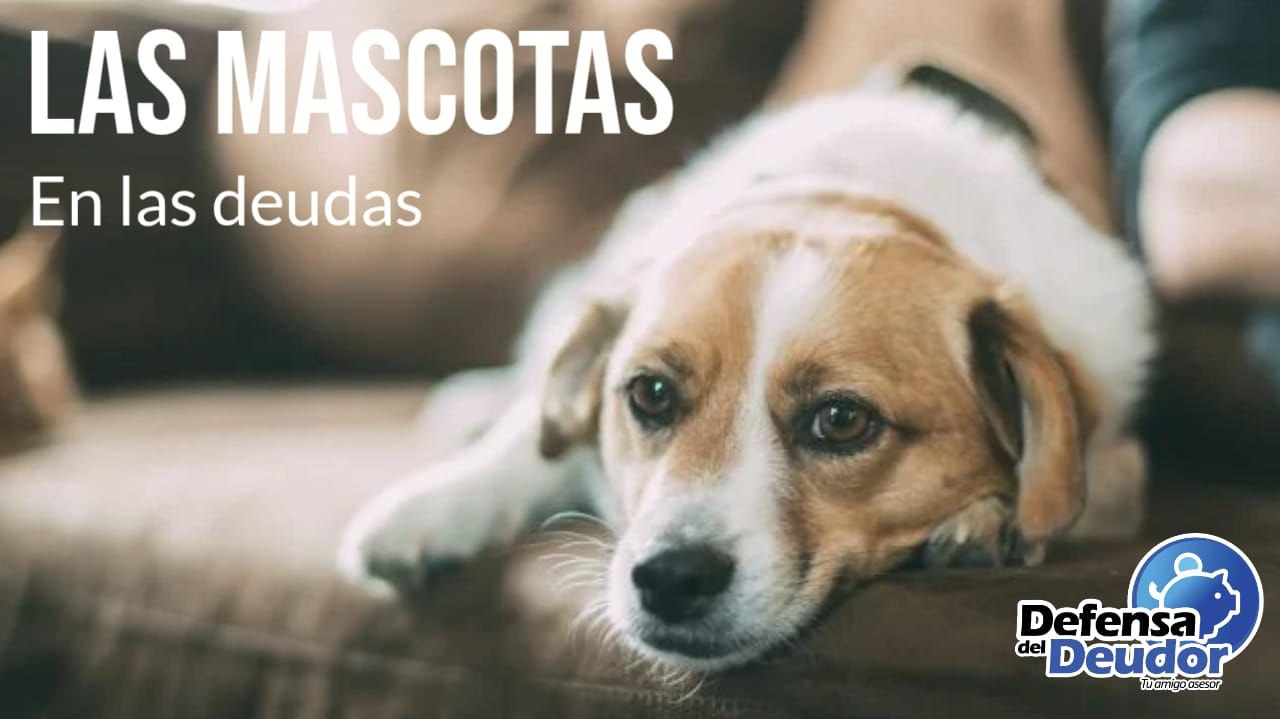 Las Mascotas y las Deudas: Lo que Debes Saber para Proteger a tus Compañeros de Vida