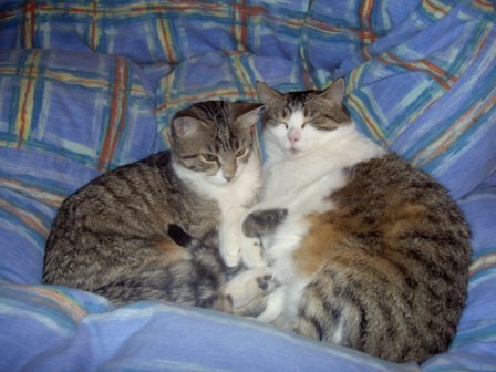 Sylvester(Tochter) und Sunny(Mutter). Sylvester ist leider viel zu früh mit kanpp 12 Jahren am 17.04.2016 verstorben