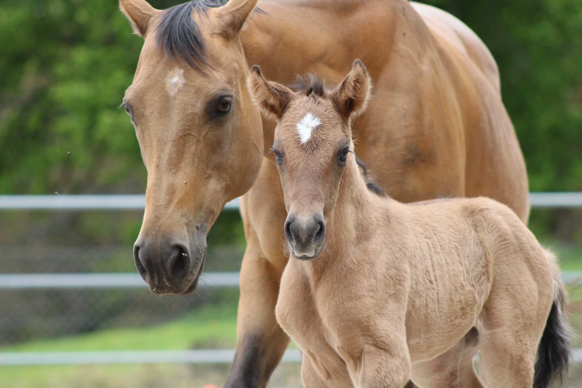 Quarter & Paint Horses JK Ranch Quarter und Paint Horses Border Collies