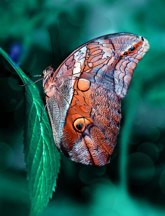 A Rare Owl Caligo Butterfly