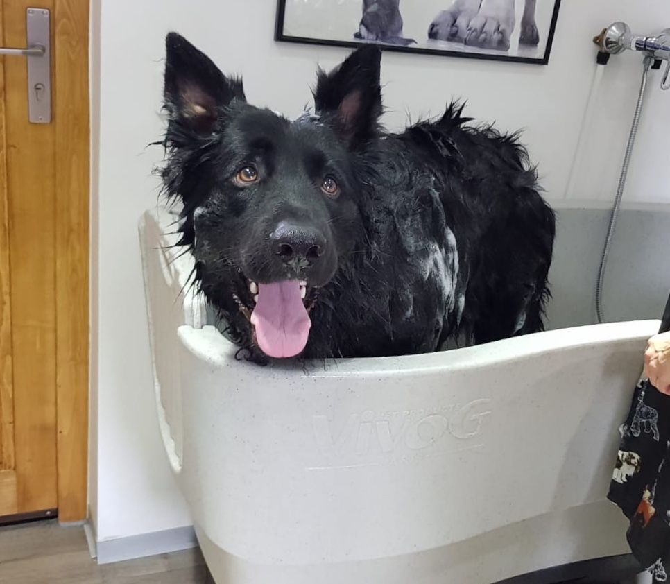 Altdeutscher Schäferhund "Hunter"