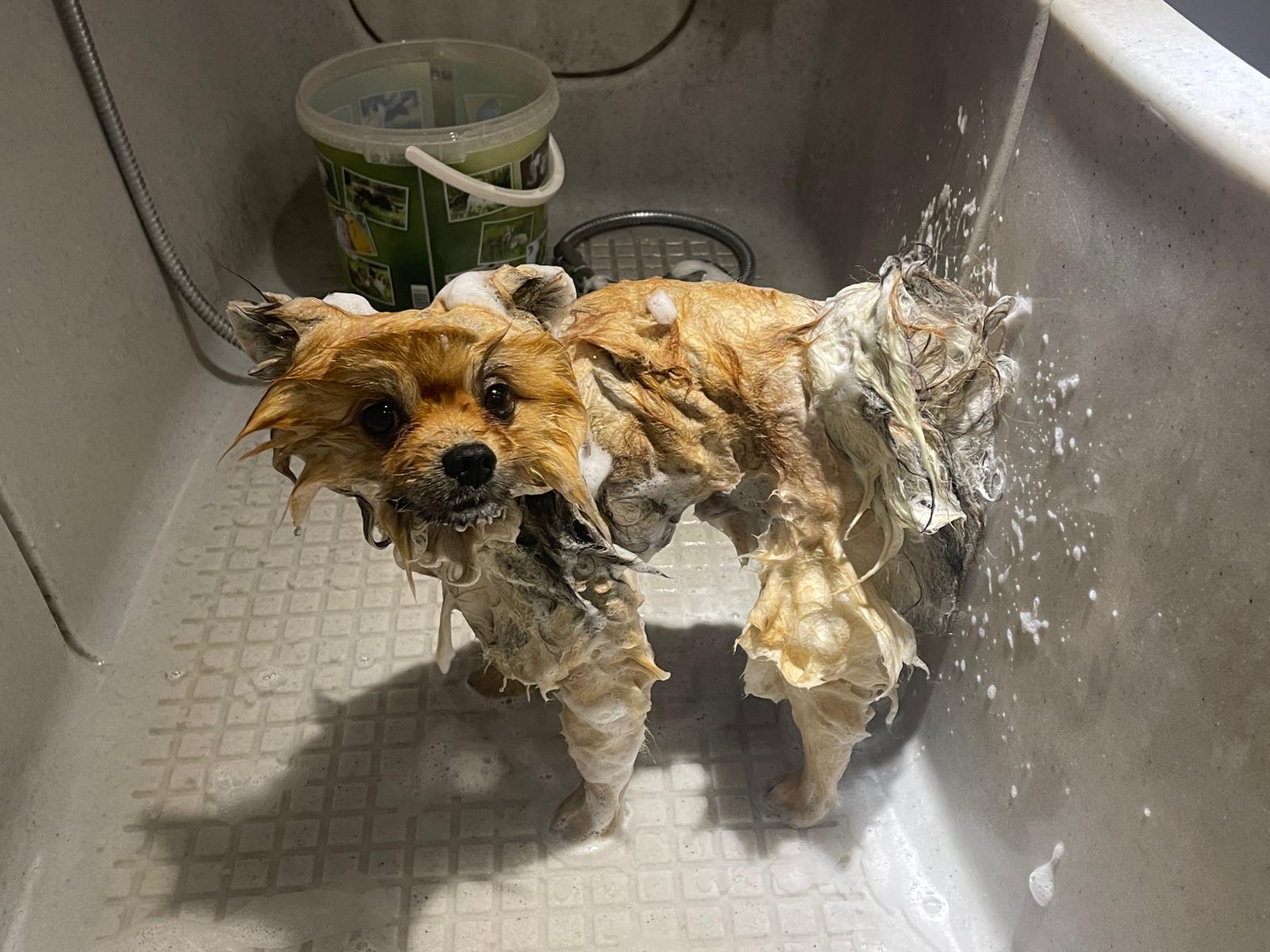 Pomeranian Jamyro