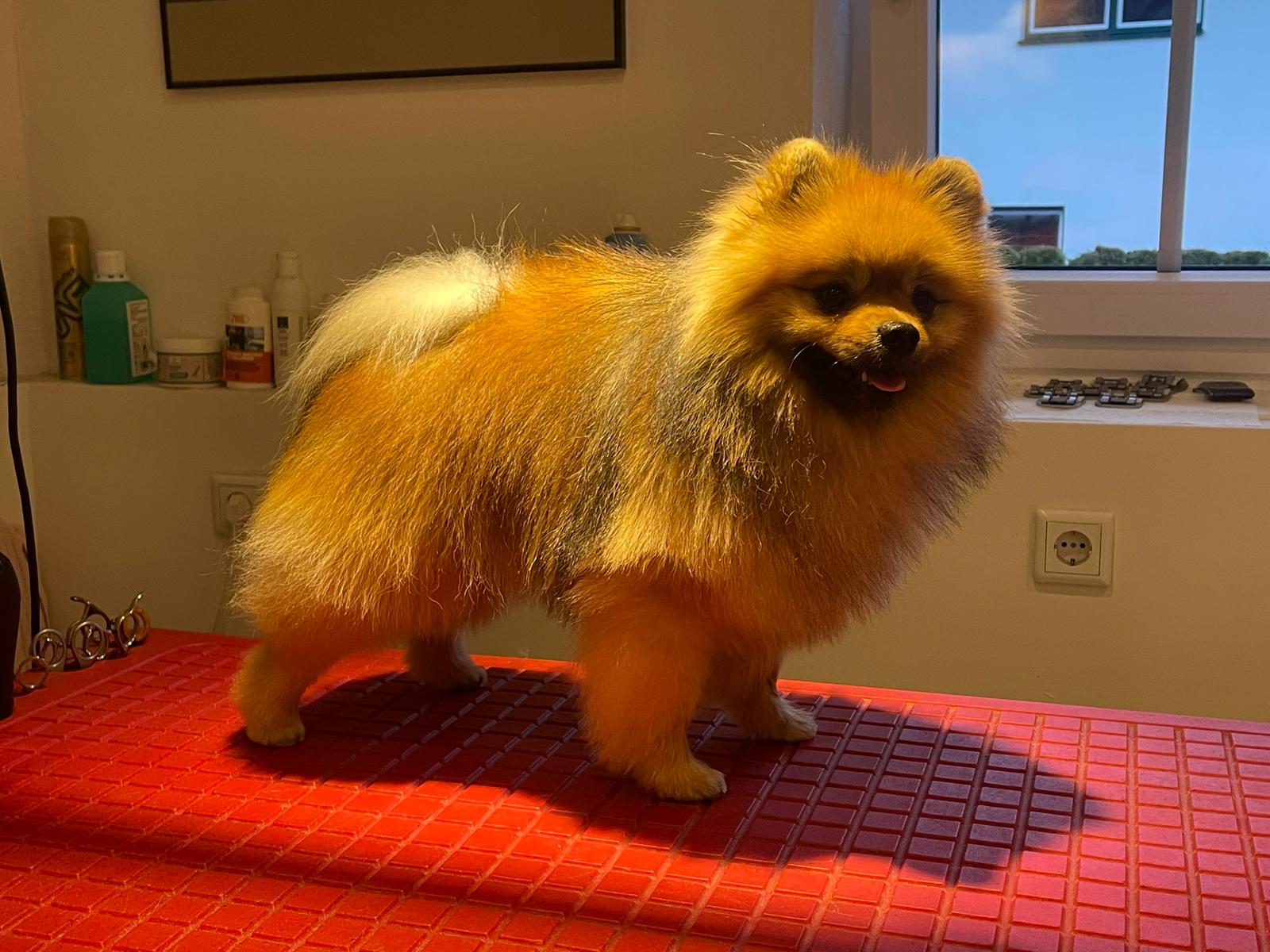 Pomeranian Jamyro