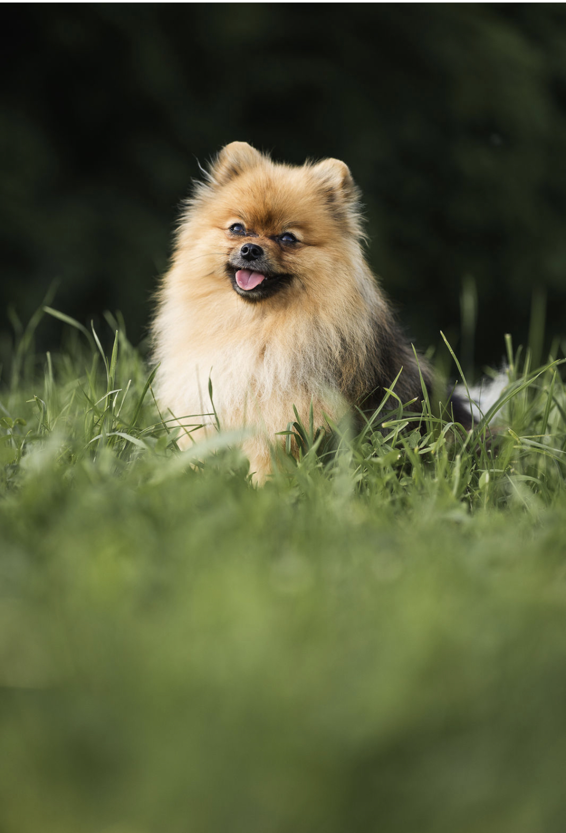 Pomeranian Bella