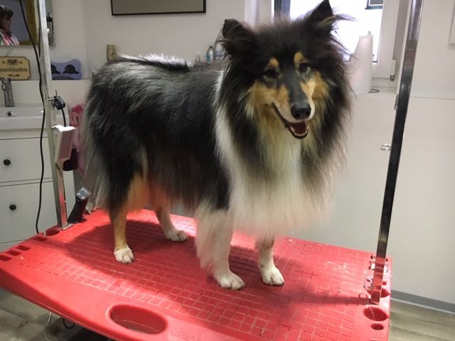 Collie Sammy