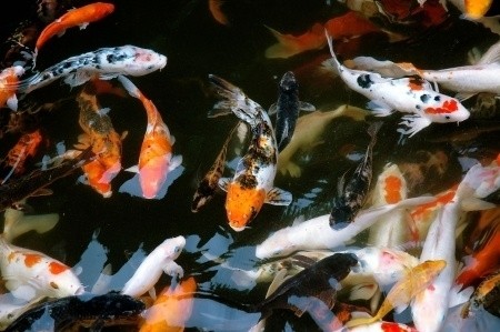 Aquarium for the element Water