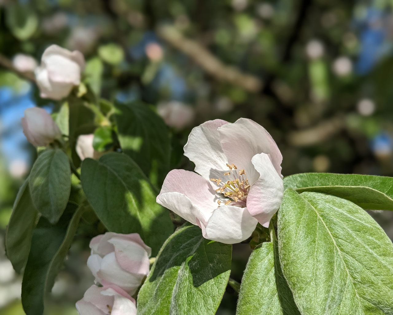 Foto: Wildbrenner Quittenbluete