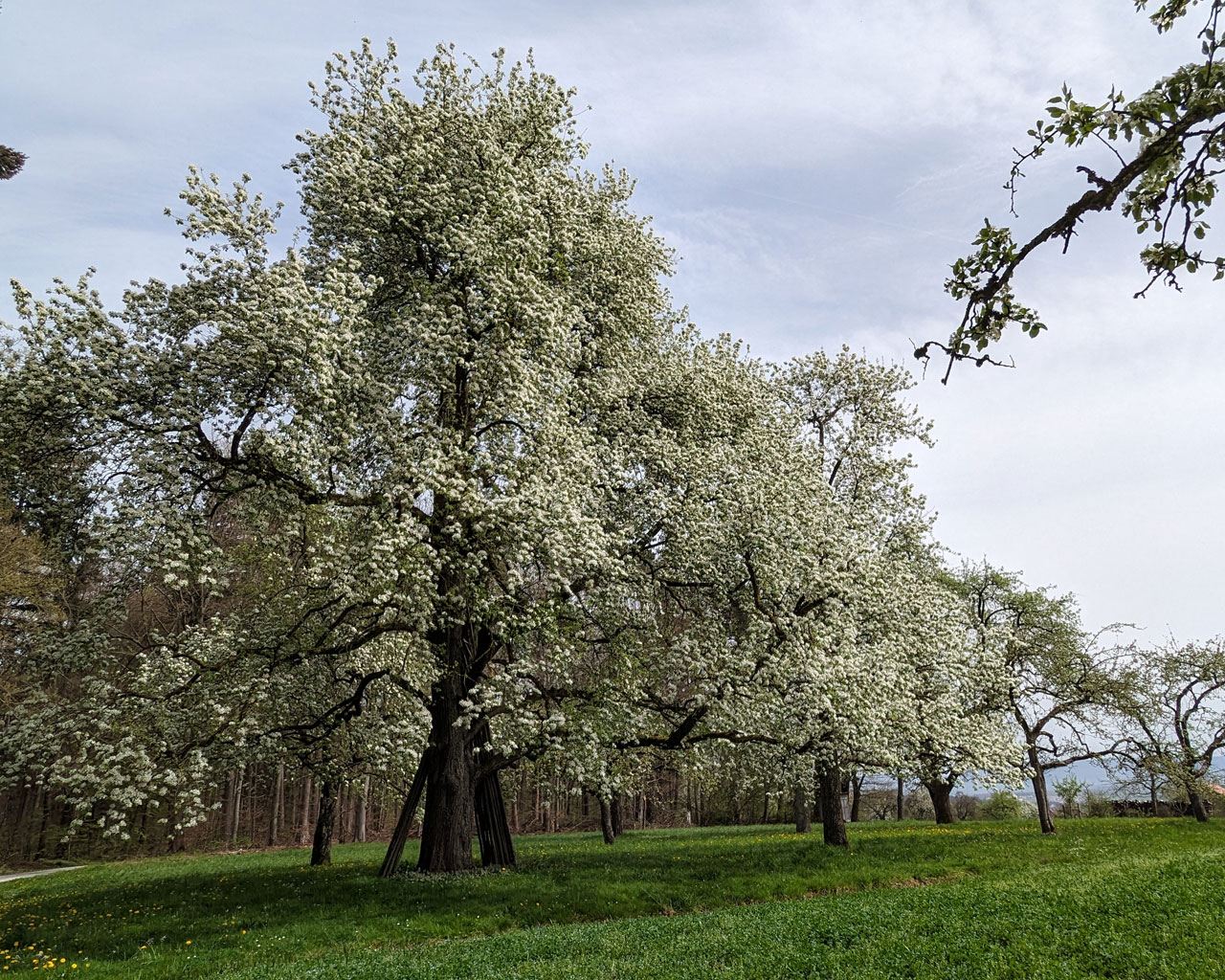 Foto: Wildbrenner Karcherbirnbaum