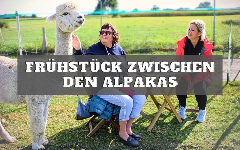 Frühstück unter Alpakas