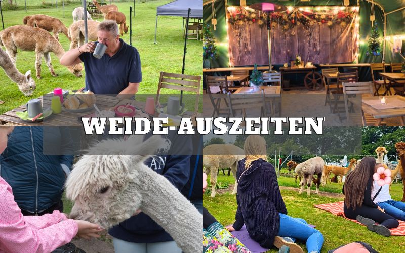 Frühstück und entspannte Zeit mit Alpakas auf der Weide