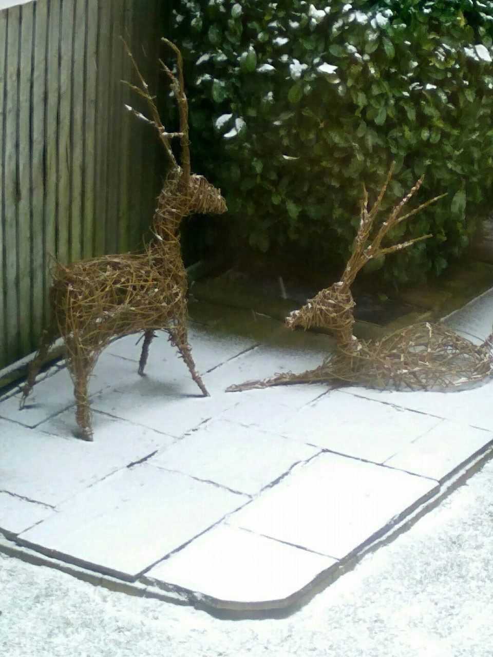 Standing and Resting deer 