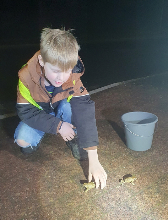 Der siebenjährige Bennet sammelt die Kröten für den Transport ein. Foto: NABU