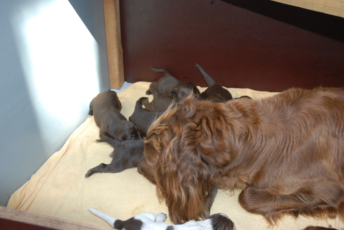 Welpen öffnen ihre Augen Deutsch Langhaar Zwinger vom Paradies