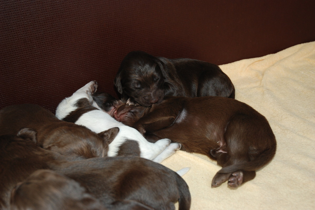 Welpen öffnen ihre Augen Deutsch Langhaar Zwinger vom Paradies