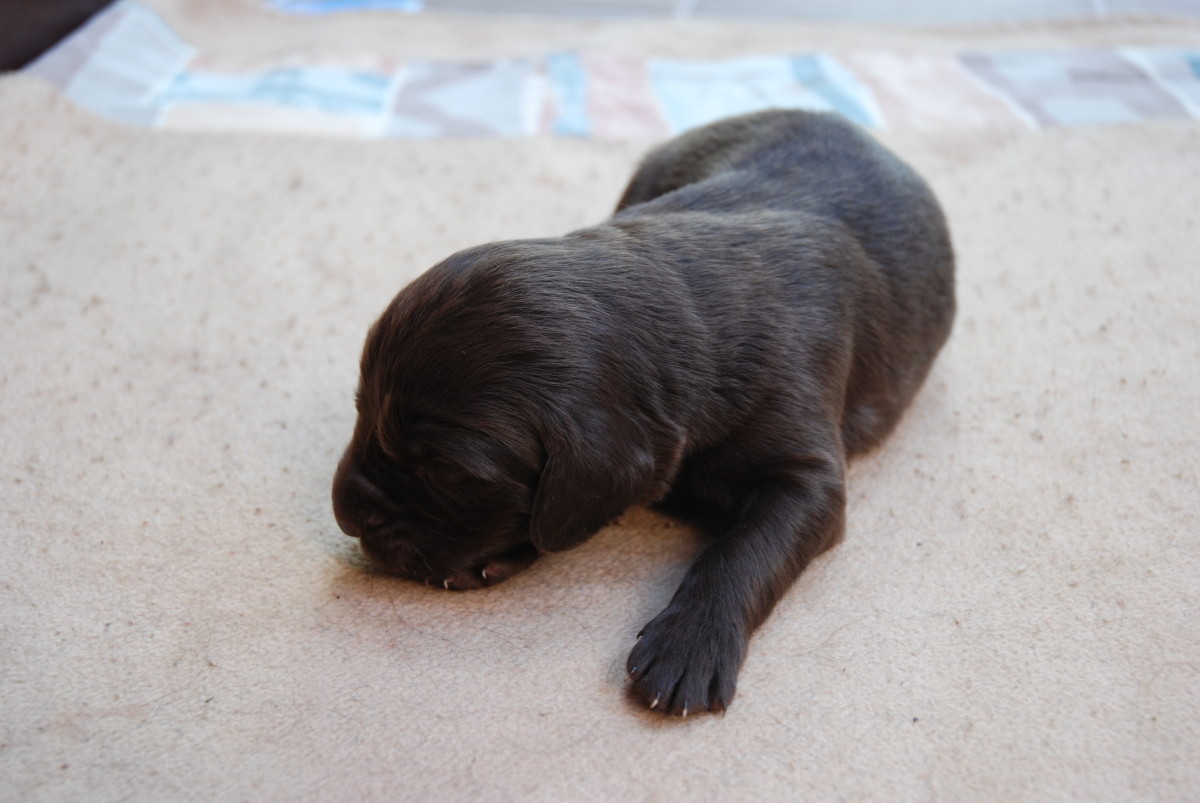Welpen öffnen ihre Augen Deutsch Langhaar Zwinger vom Paradies