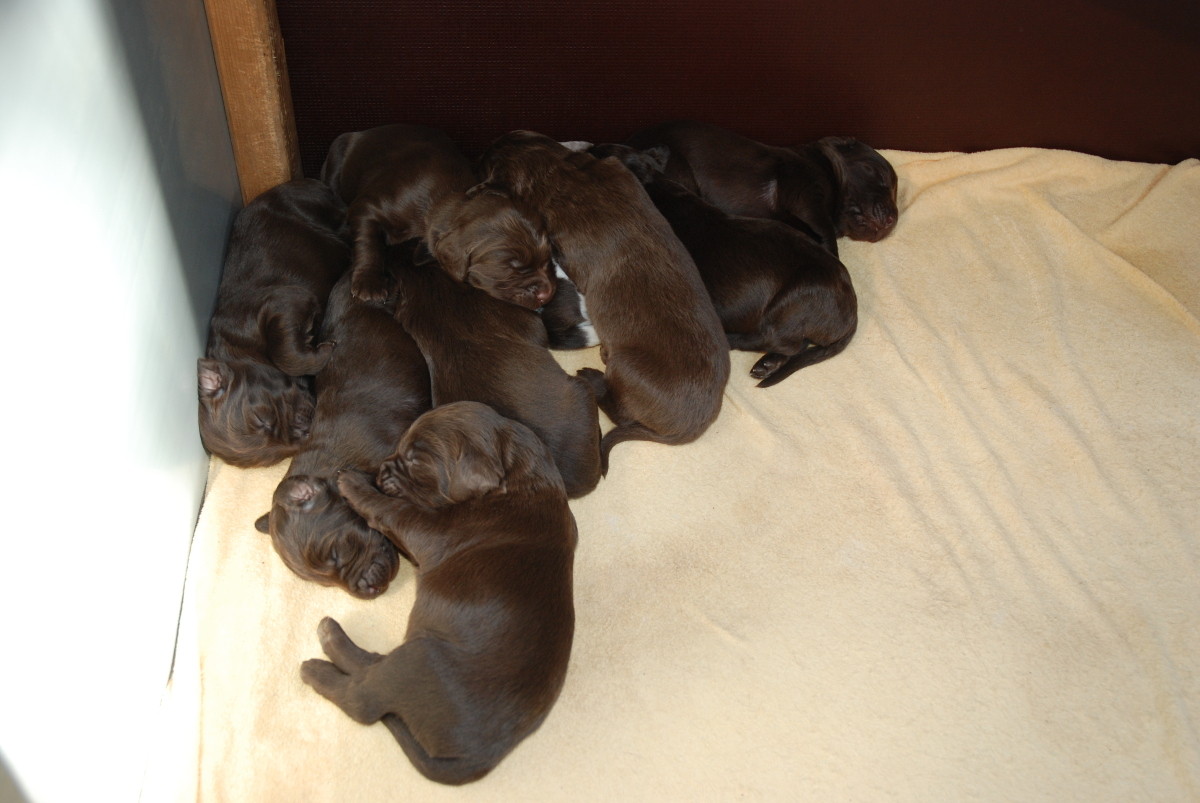Welpen öffnen ihre Augen Deutsch Langhaar Zwinger vom Paradies