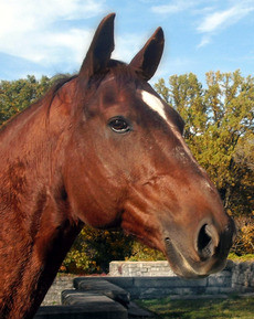 Photo-peinture-cheval-equitation