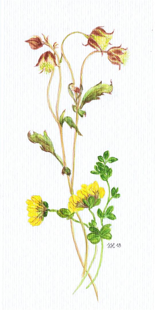 Aquarell,, Wiesenblume Lofoten
