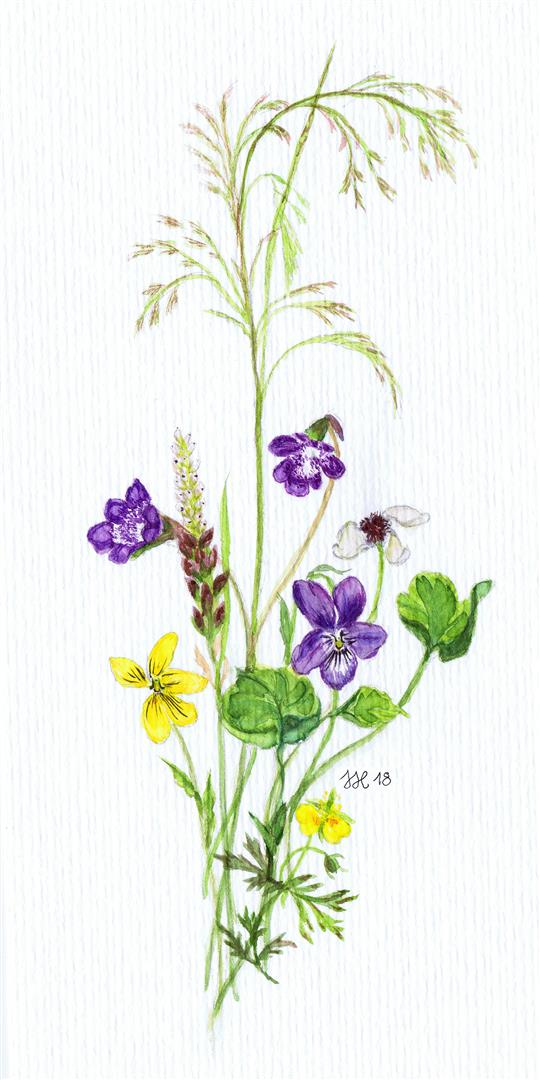 Aquarell,, Wiesenblume Lofoten 