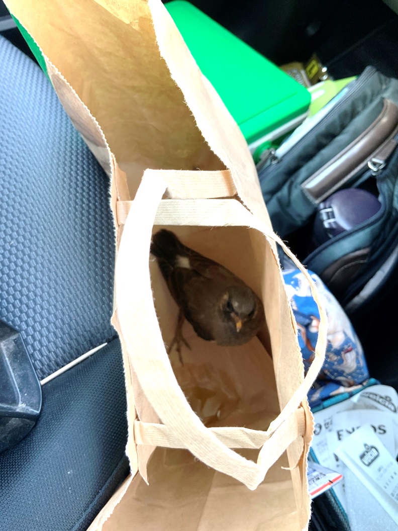 野鳥を保護