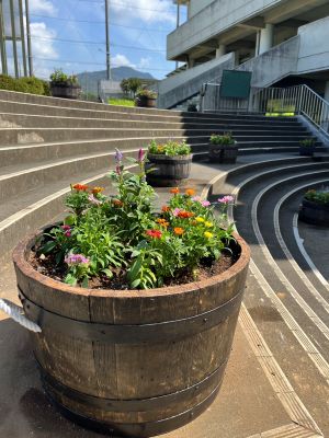 令和７年　第３回　花の植え付け