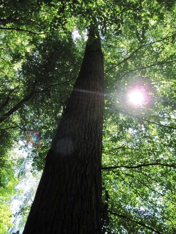 forêt magique de Cibeins dans l'Ain