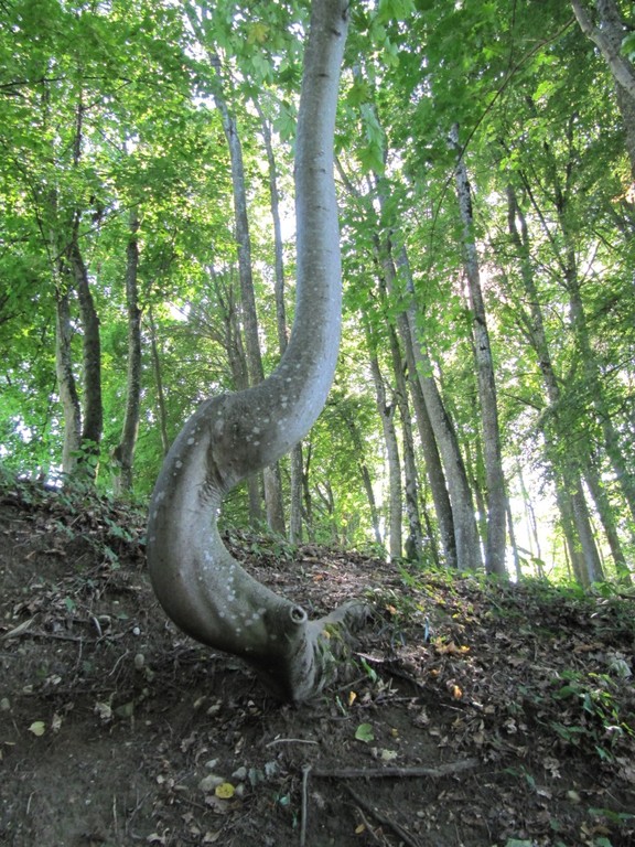 Près de la fontaine, un arbre qui fait une grosse boucle pour éviter ?