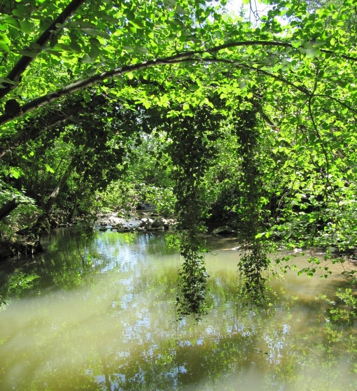 forêt magique de Cibeins dans l'Ain