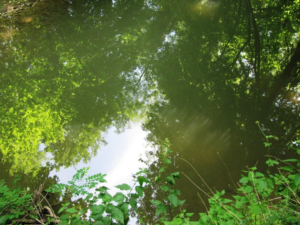 forêt magique de Cibeins dans l'Ain