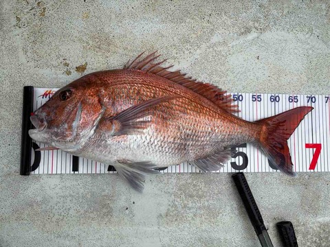 5月24日　マダイ71ｃｍ