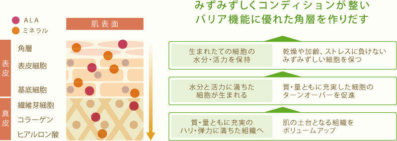 肌がみずから潤うメカニズムに着目したスキンケア ララ・ソロモン　5ALA