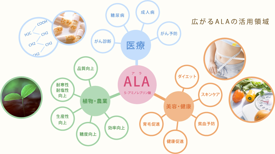 5-ALAショップ　5ALA-Shop　5-ALA　ファイブアラ　5ala　5-ala　5ALA　5アラ　5あら　5-ala とは　5アミノレブリン酸　アミノ酸　研究