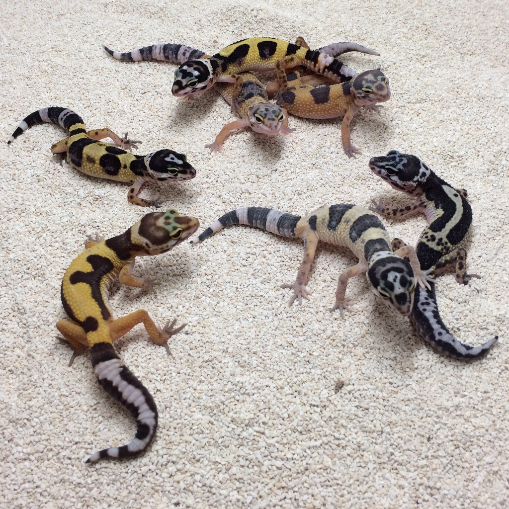Leopardgeckos kaufen und abzugeben - Sunset Gecko Zucht