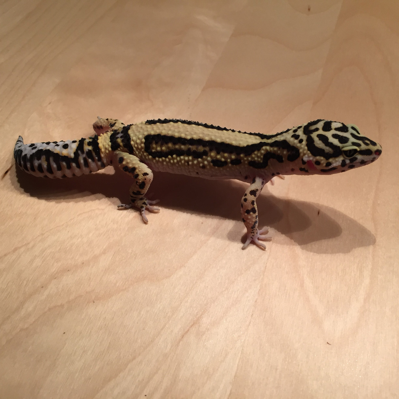 6 Monate alt: Leopardgecko 'Faith' Tangerine Bold Stripe (Aufnahmedatum: Februar 2015) Courtesy J.B.