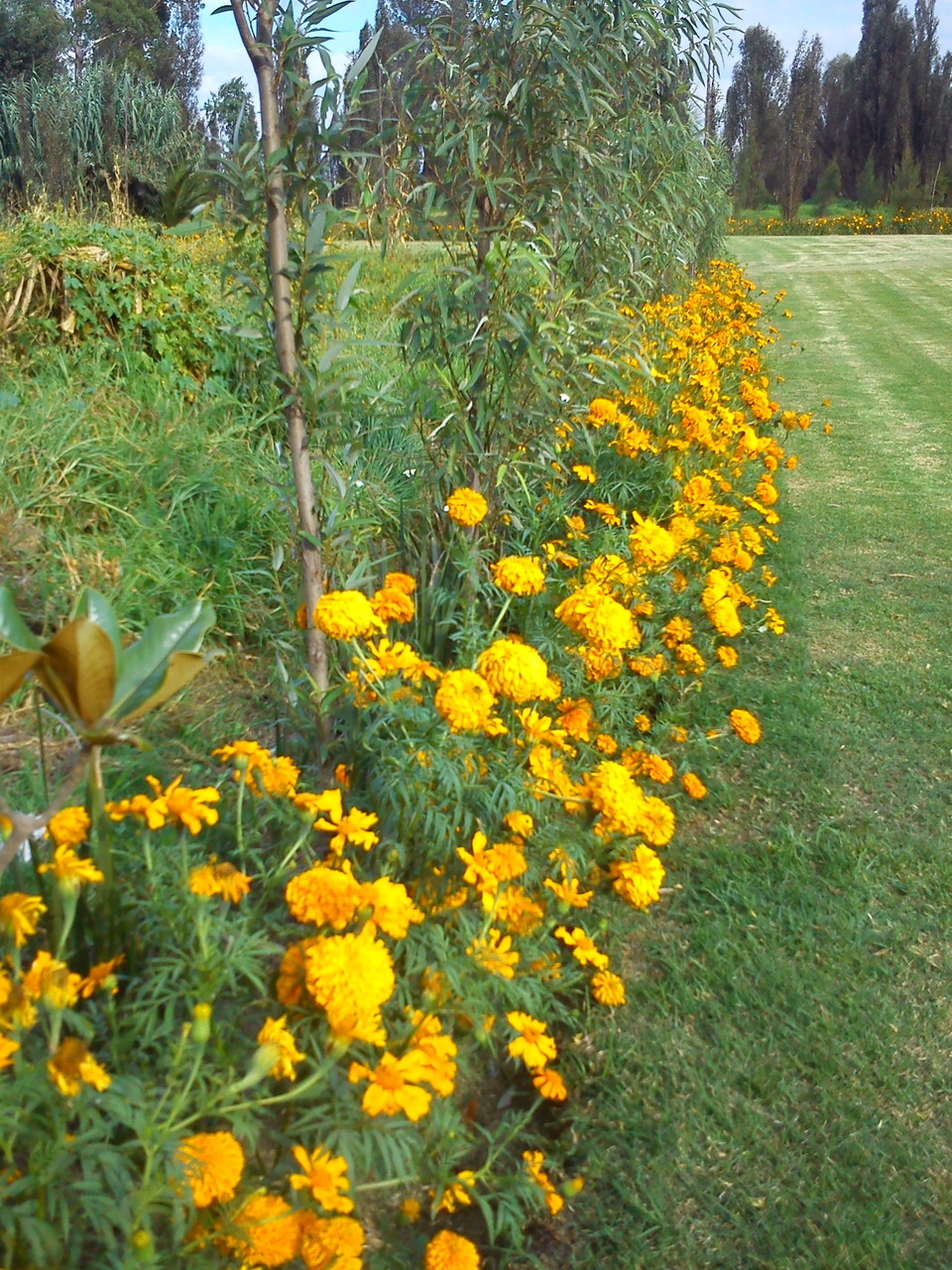 Dependiendo de la época en que nos visites podrás disfrutar de los diferentes flores de temporada.