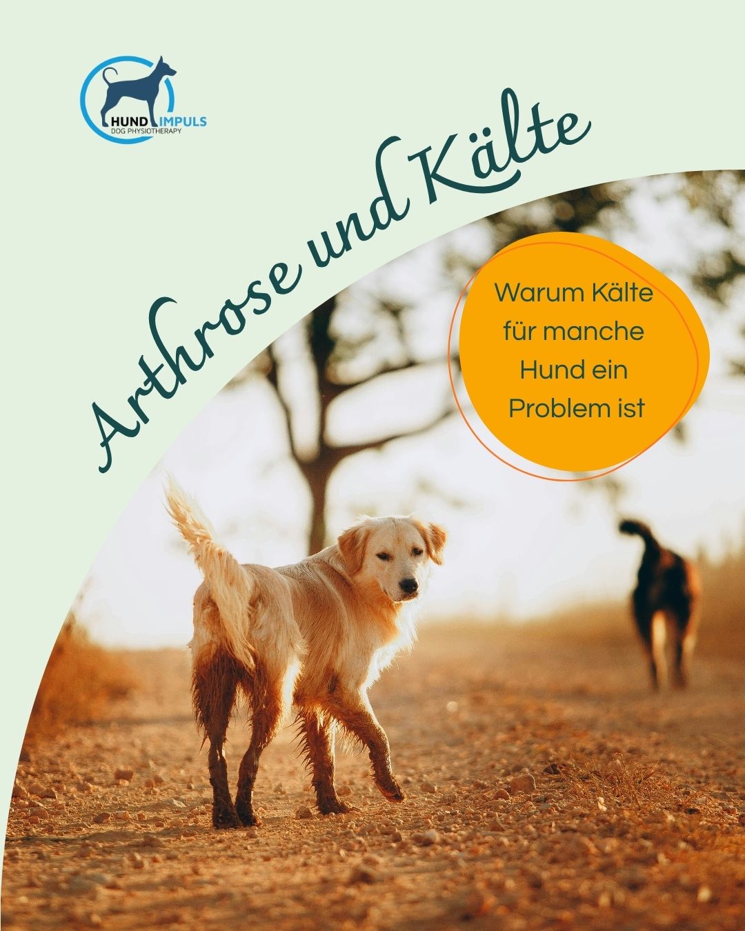 Arthrose und Kälte beim Hund