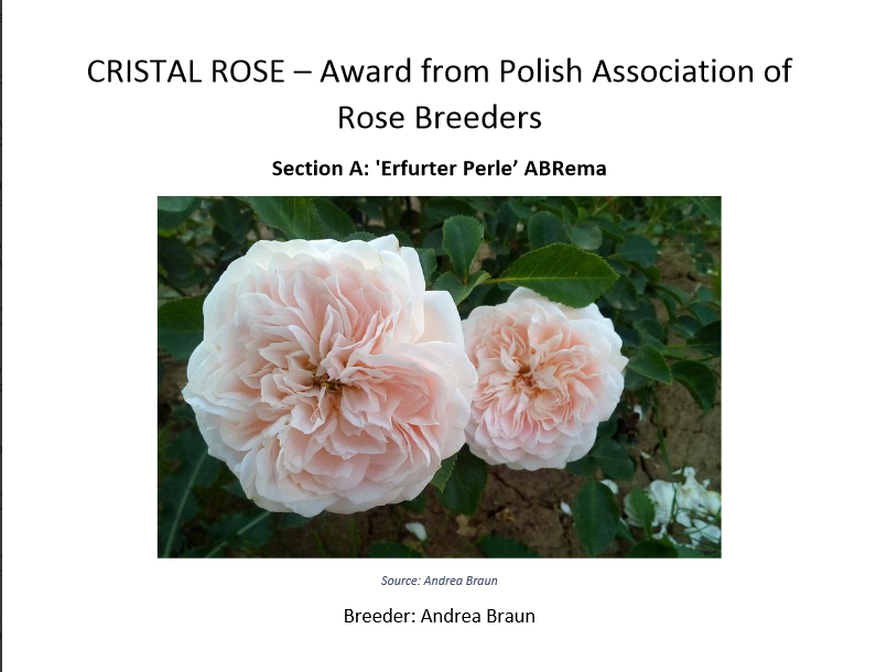 Cristal Rose - Warsaw Rose trial