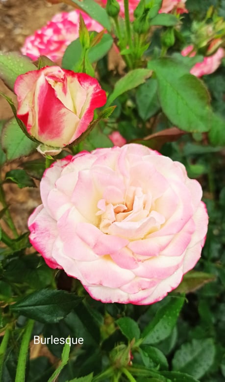 Jetzt wird der Rosensommer gepflanzt