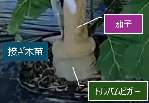 連作障害？
